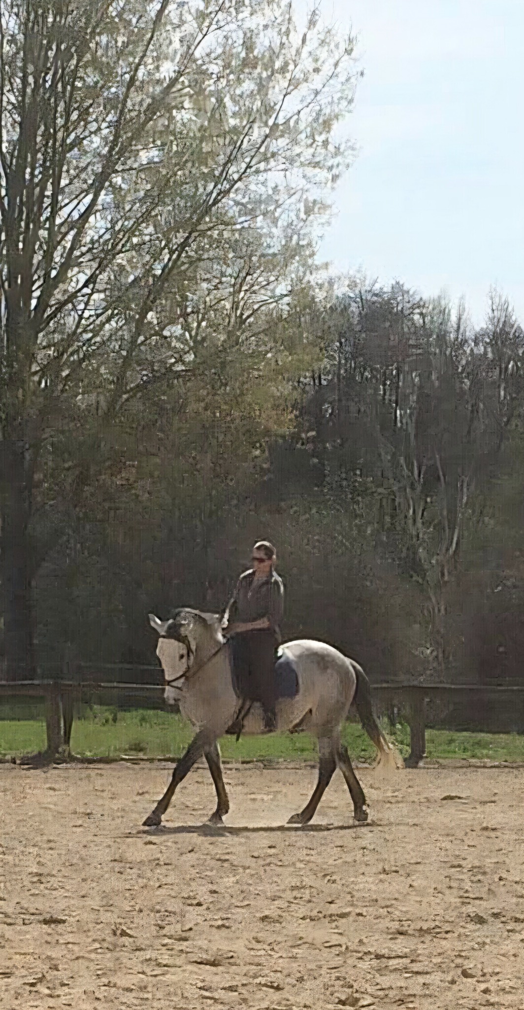 Amandine à cheval dans une carrière bordée d’arbres